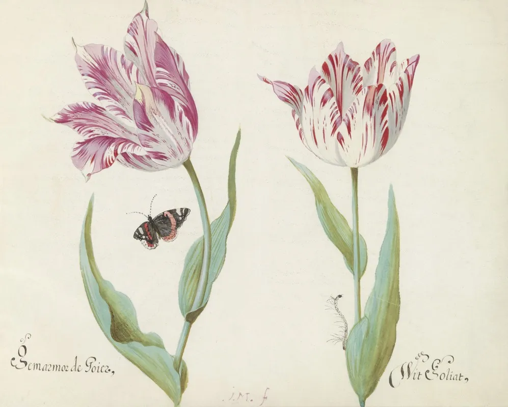 Twee Tulpen Met Atalanta En Rups Gemarmor De Goier Wit Goliat Wall Art by Jacob Marrel - High-Resolution Digital Print