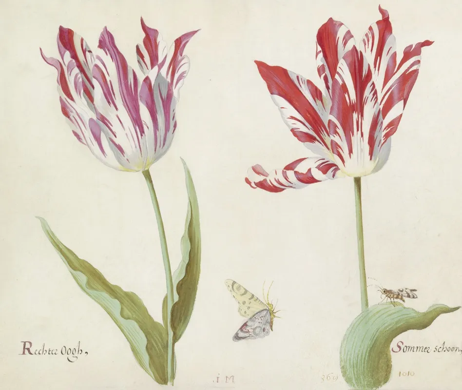 Twee Tulpen Met Dag En Nachtvlinder Rechte Oogh Sommer Schoon Wall Art by Jacob Marrel - High-Resolution Digital Print