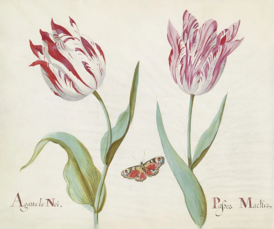 Twee Tulpen Met Dagpauwooog Agatta La Noi Passer Macker Wall Art by Jacob Marrel - High-Resolution Digital Print