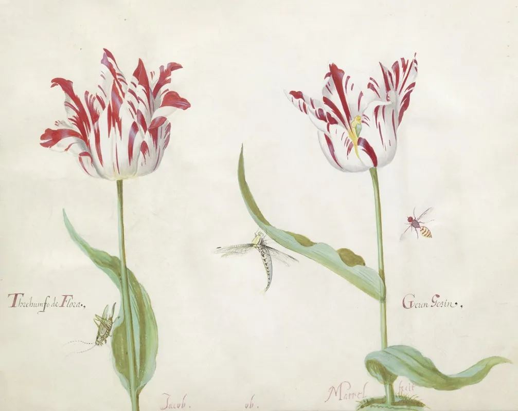 Twee Tulpen Met Drie Insecten Threhumfo De Flora Geren Gezin Wall Art by Jacob Marrel - High-Resolution Digital Print