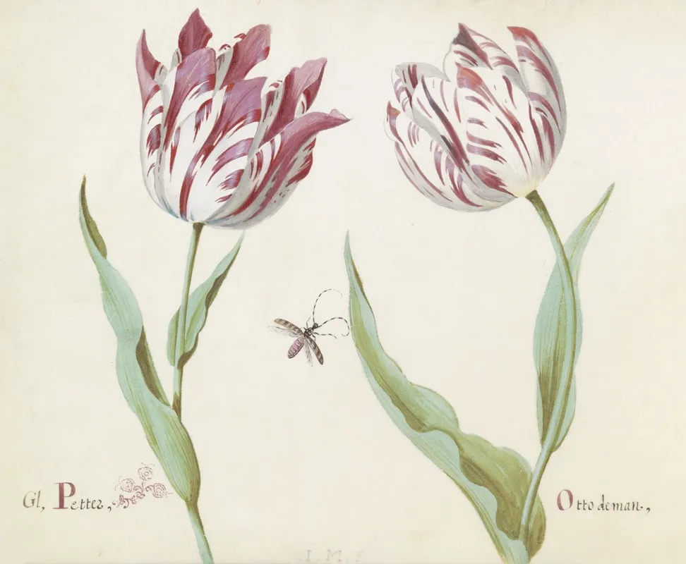 Twee Tulpen Met Insect Gl Petter Otto De Man Wall Art by Jacob Marrel - High-Resolution Digital Print