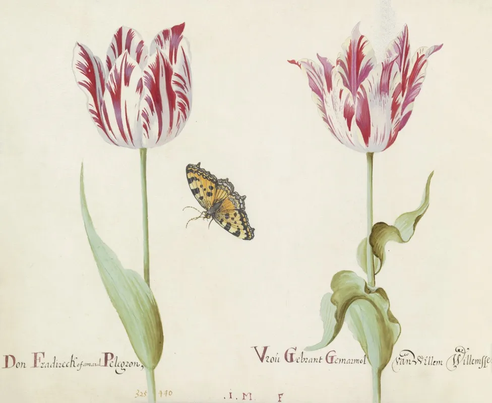 Twee Tulpen Met Kleine Vos Don Fradireck Of Amaral Pelegron Vrou Gebrant Gemarmol Van Willem Willemssen Wall Art by Jacob Marrel - High-Resolution Digital Print