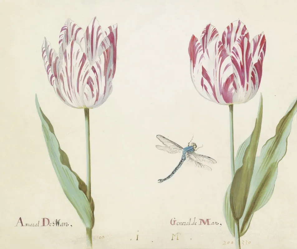 Twee Tulpen Met Libelle Amaral De Man General De Man Wall Art by Jacob Marrel - High-Resolution Digital Print