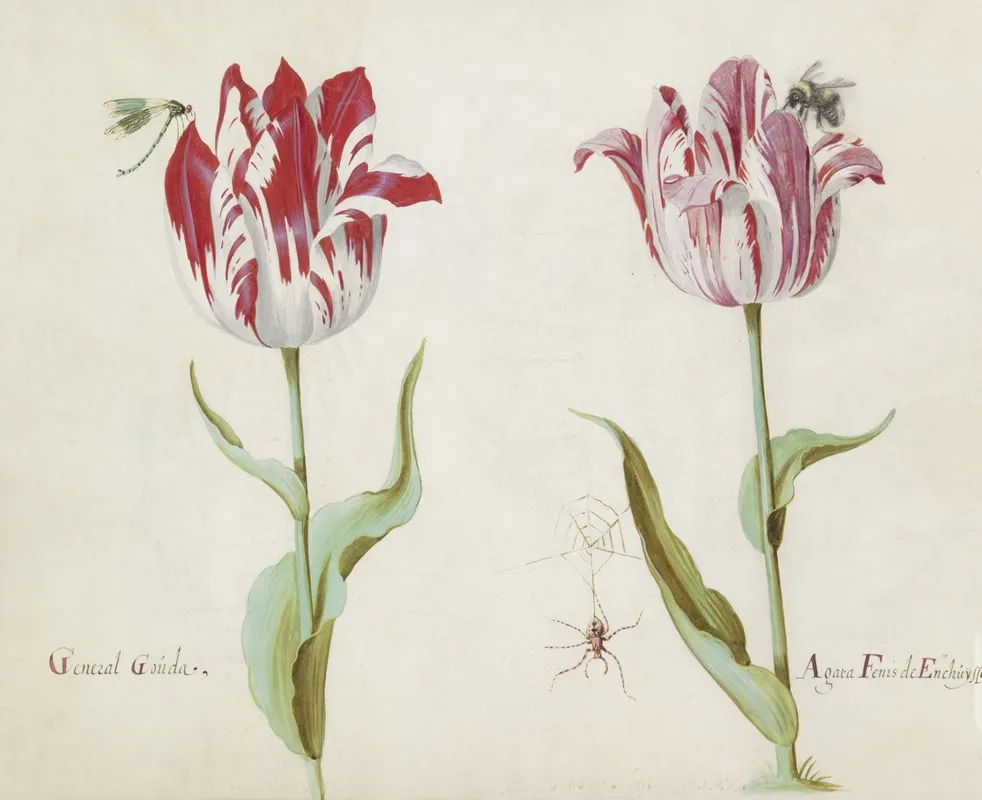 Twee Tulpen Met Libelle Spin En Hommel General Gouda Agata Fenis De Enchuysse Wall Art by Jacob Marrel - High-Resolution Digital Print