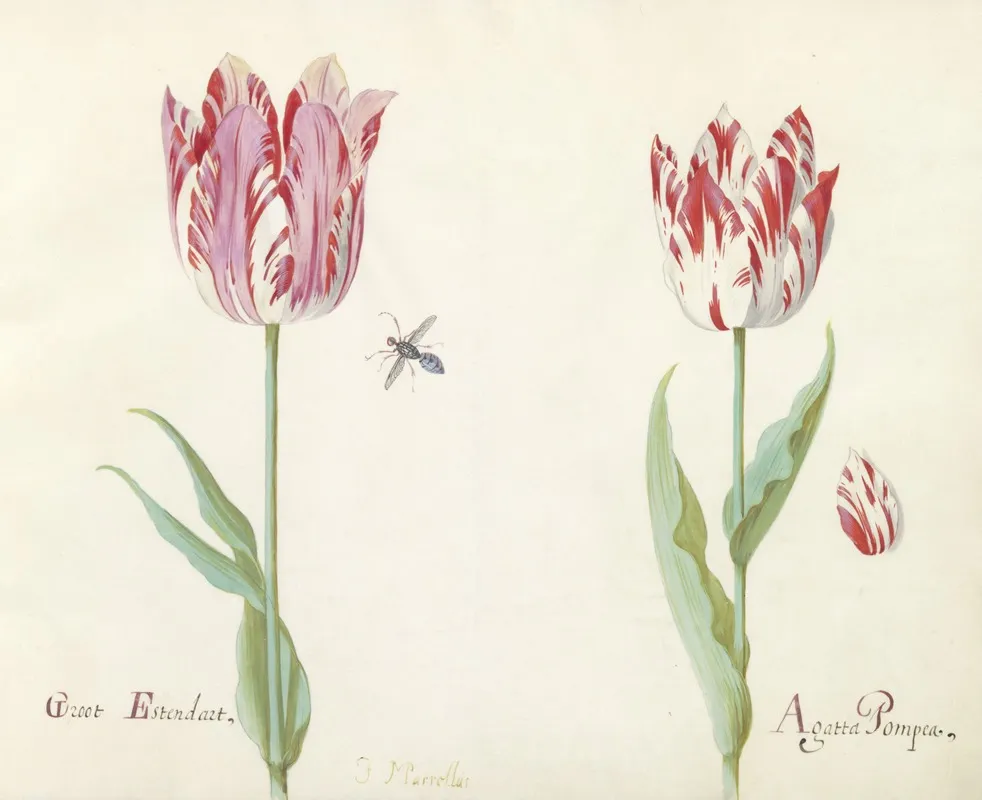 Twee Tulpen Met Los Tulpenblad En Vlieg Groot Estendart Agatta Pompea Wall Art by Jacob Marrel - High-Resolution Digital Print