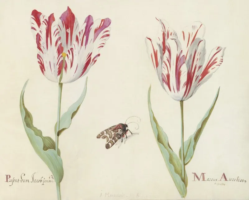 Twee Tulpen Met Nachtvlinder Present Van Jacob Jansse Marcus Aurelius Wall Art by Jacob Marrel - High-Resolution Digital Print