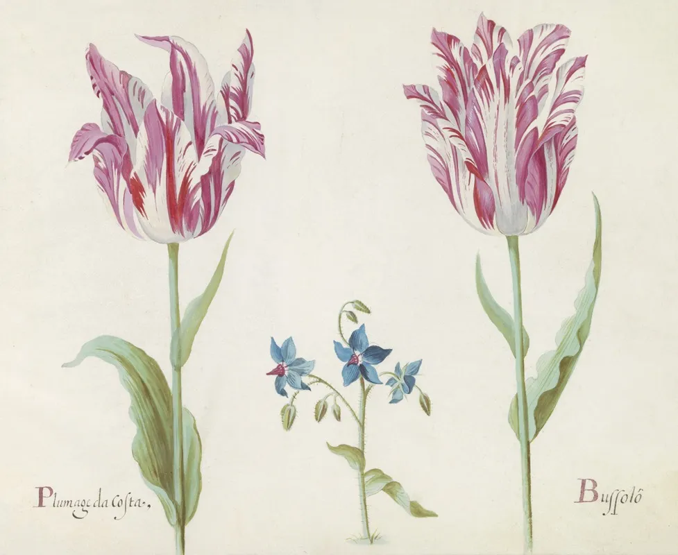 Twee Tulpen Met Onbekende Bloeiende Plant Plumage Da Costa Buspolo Wall Art by Jacob Marrel - High-Resolution Digital Print