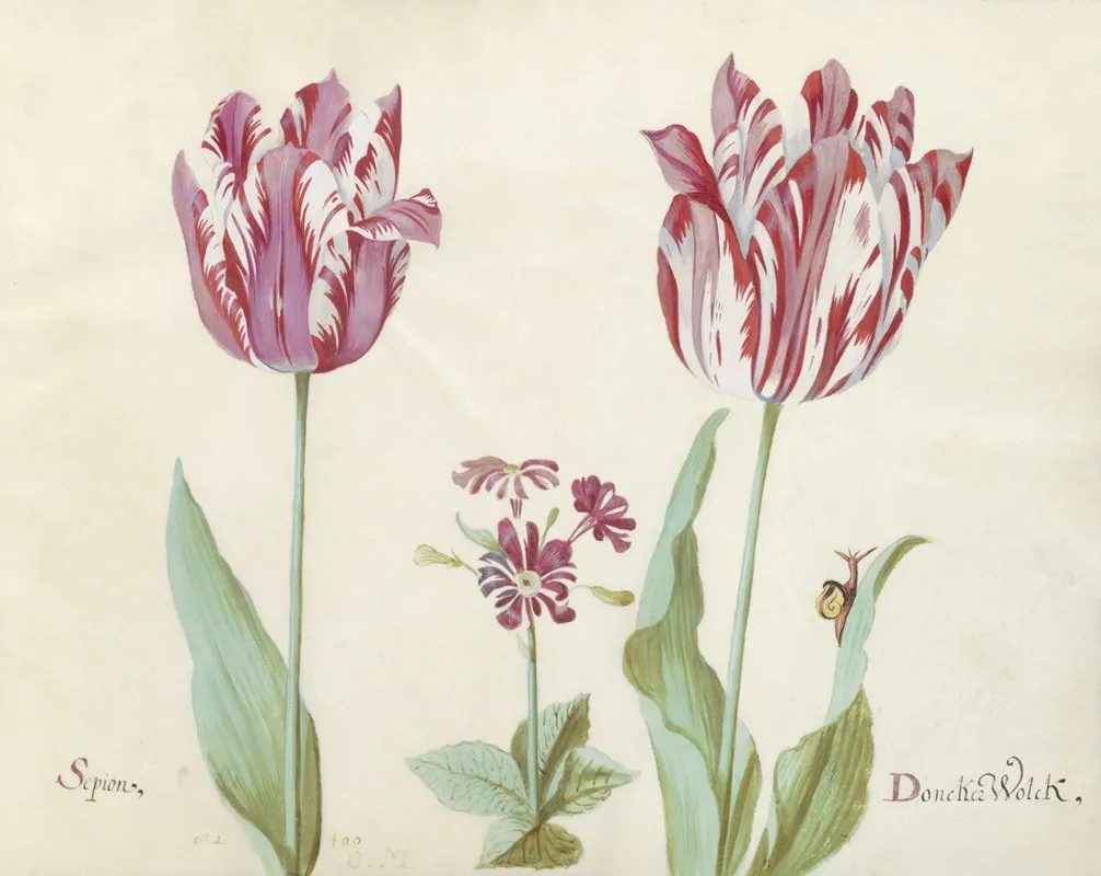 Twee Tulpen Met Primula En Slak Sepion Doncker Wolck Wall Art by Jacob Marrel - High-Resolution Digital Print