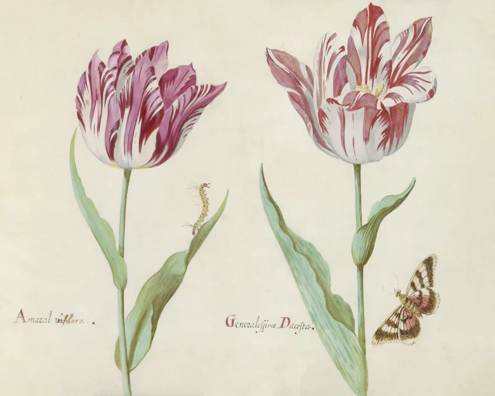 Twee Tulpen Met Rups En Vlinder Amaral Viflora Generalissimo Dacosta Wall Art by Jacob Marrel - High-Resolution Digital Print
