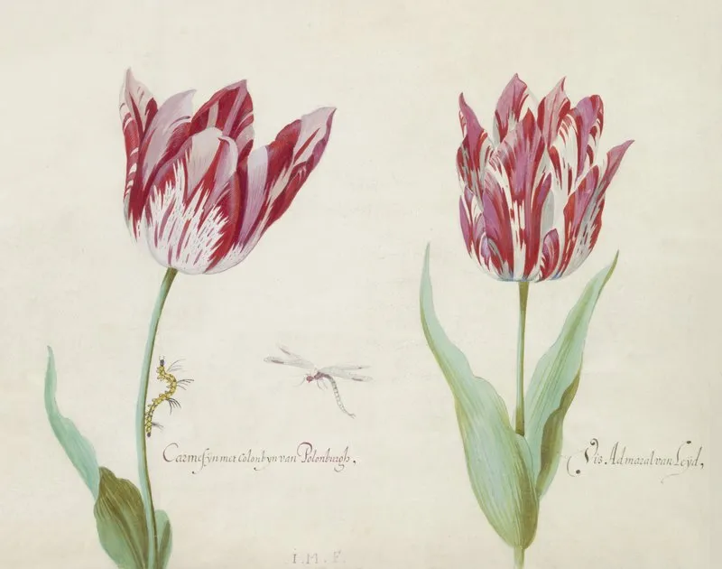Twee Tulpen Met Rups En Waterjuffer Carmesijn Met Colonbijn Van Polonburgh Viz Admaral Van Leijden Wall Art by Jacob Marrel - High-Resolution Digital Print
