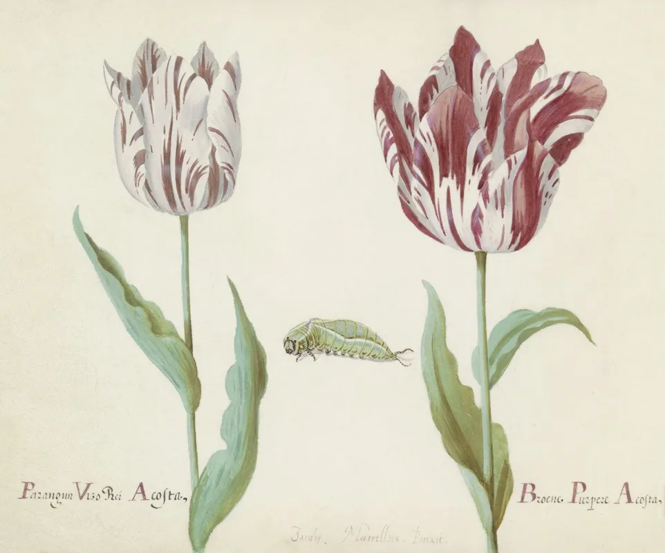 Twee Tulpen Met Rups Parangun Vizo Rei Acosta Broene Purper Acosta Wall Art by Jacob Marrel - High-Resolution Digital Print