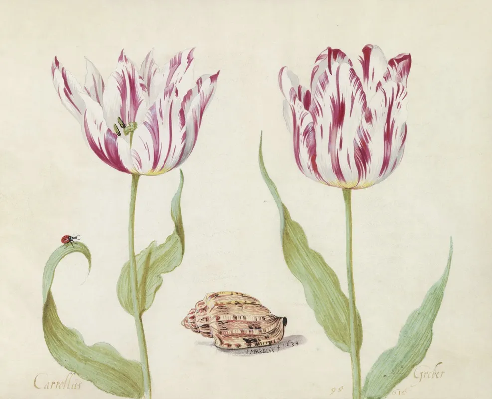 Twee Tulpen Met Schelp En Lieveheersbeestje Carrollus Greber Wall Art by Jacob Marrel - High-Resolution Digital Print