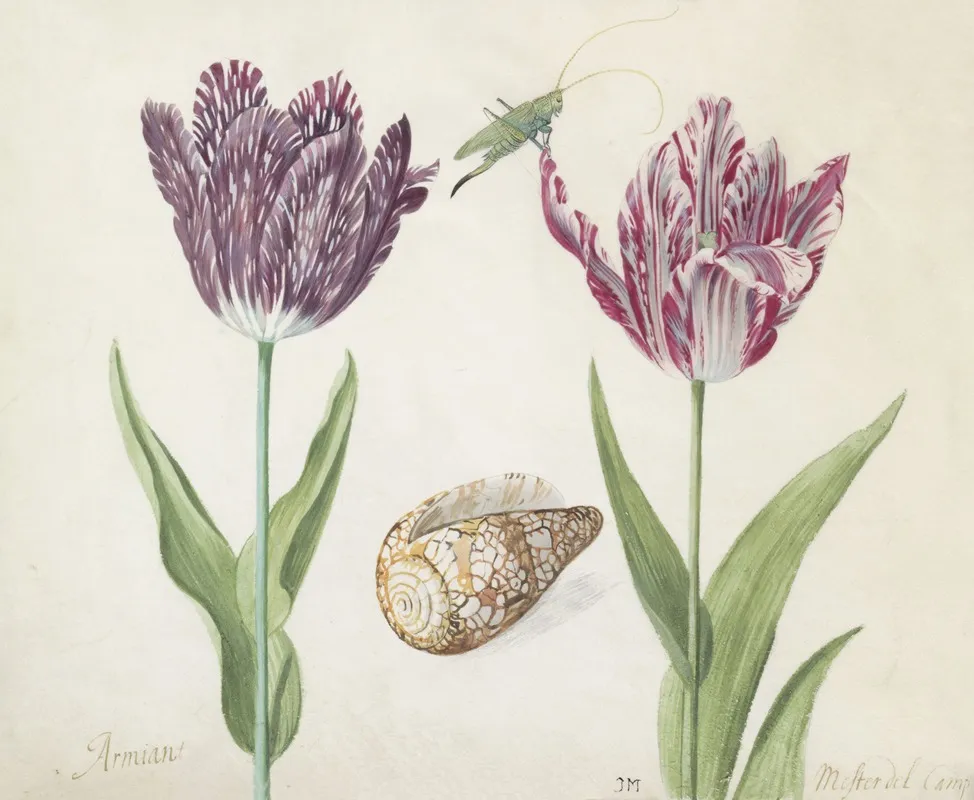 Twee Tulpen Met Schelp En Sprinkhaan Wall Art by Jacob Marrel - High-Resolution Digital Print