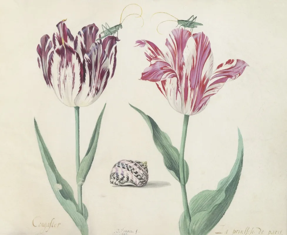 Twee Tulpen Met Schelp En Twee Krekels Congaster La Prinssese De Paris Wall Art by Jacob Marrel - High-Resolution Digital Print