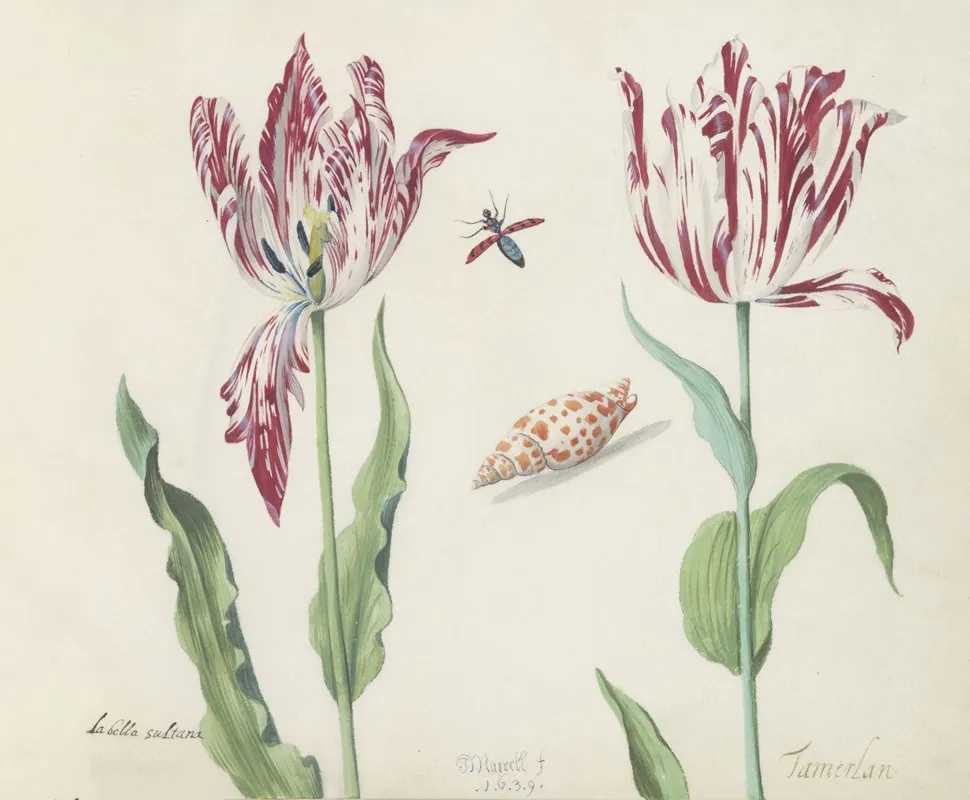 Twee Tulpen Met Schelp En Vliegende Kever La Bella Sultana Tamerlan Wall Art by Jacob Marrel - High-Resolution Digital Print