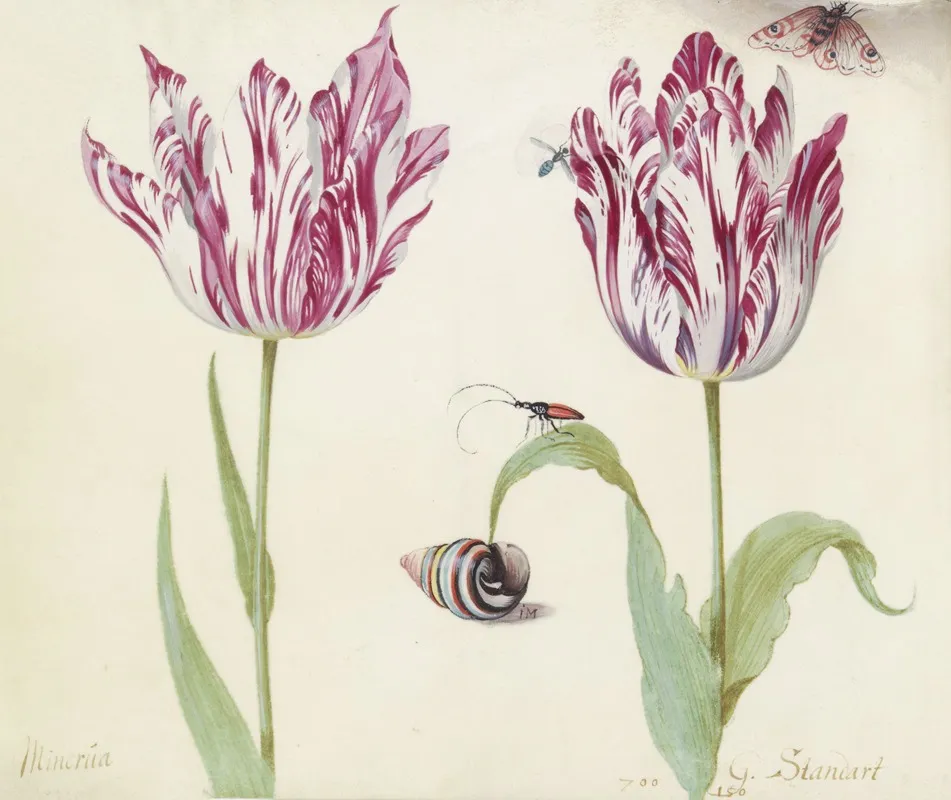 Twee Tulpen Met Schelp Kever Vlieg En Vlinder Minerva G Standart Wall Art by Jacob Marrel - High-Resolution Digital Print