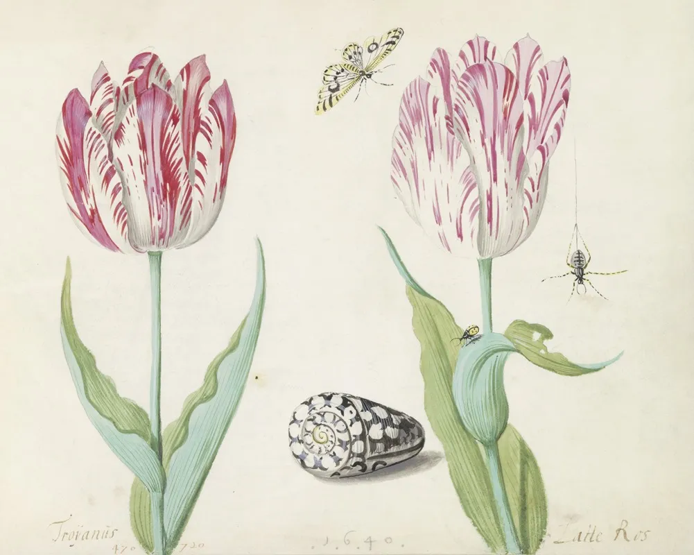 Twee Tulpen Met Schelp Vlinder Spin En Lieveheersbeestje Wall Art by Jacob Marrel - High-Resolution Digital Print