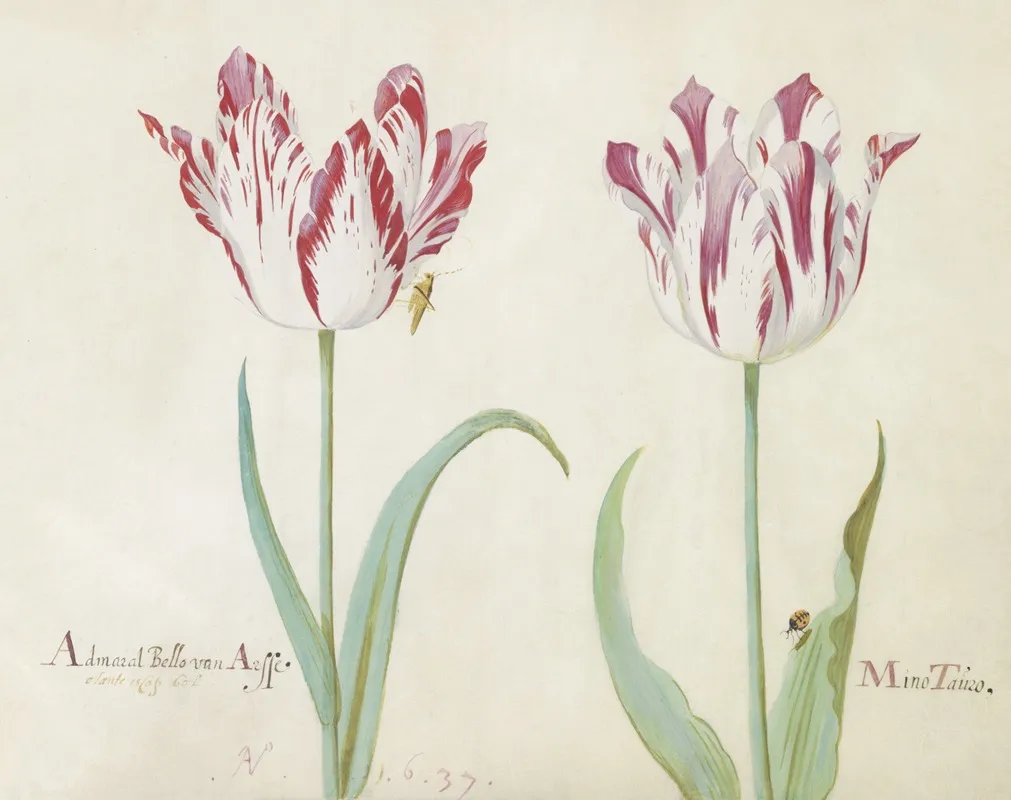 Twee Tulpen Met Sprinkhaan En Lieveheersbeestje Admaral Bello Van Arsse Mino Tauro Wall Art by Jacob Marrel - High-Resolution Digital Print