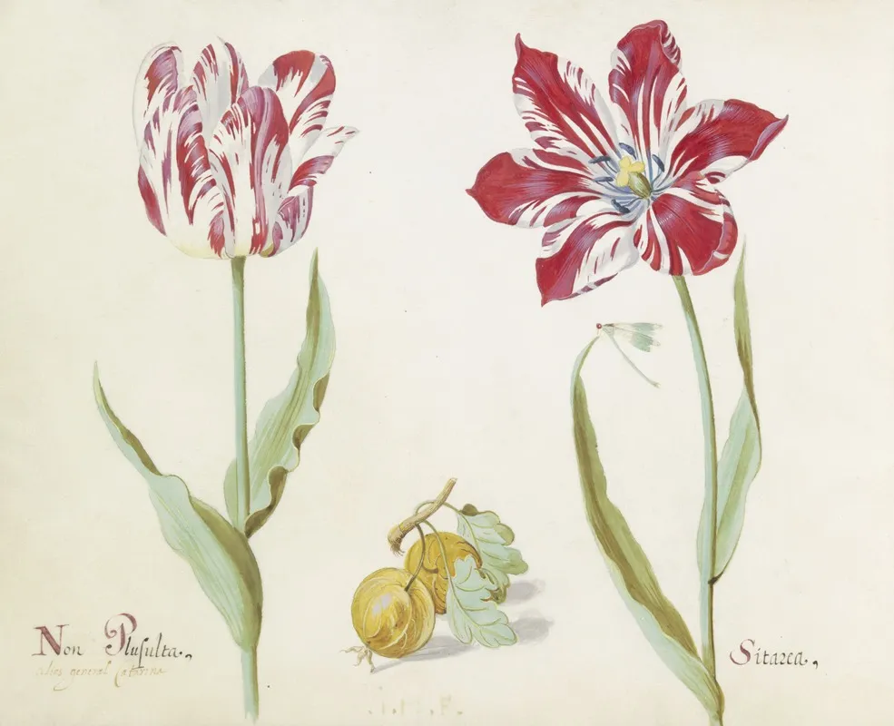 Twee Tulpen Met Twee Gele Vruchten Non Plusulta Sitarea Wall Art by Jacob Marrel - High-Resolution Digital Print
