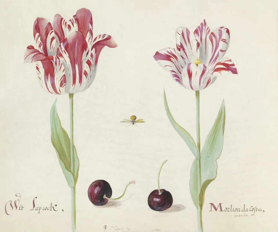Twee Tulpen Met Twee Kersen En Bij Wit Laprock Morlion Da Costa Wall Art by Jacob Marrel - High-Resolution Digital Print