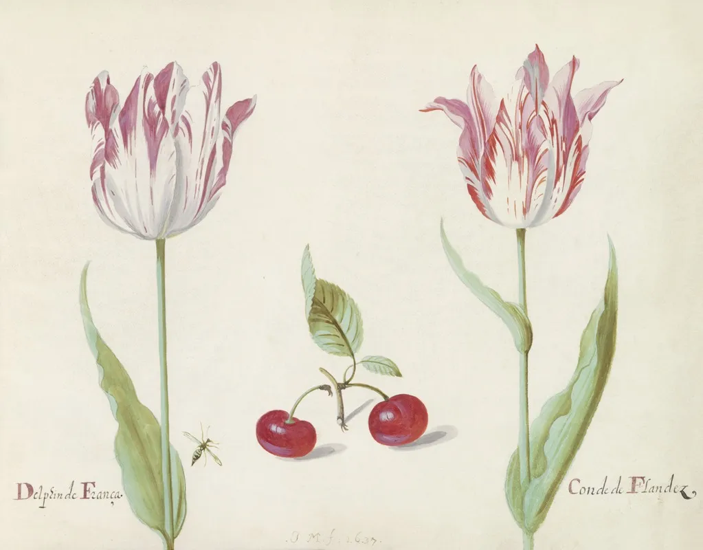 Twee Tulpen Met Twee Kersen En Vlieg Delphin De Franca Conde De Flandez Wall Art by Jacob Marrel - High-Resolution Digital Print