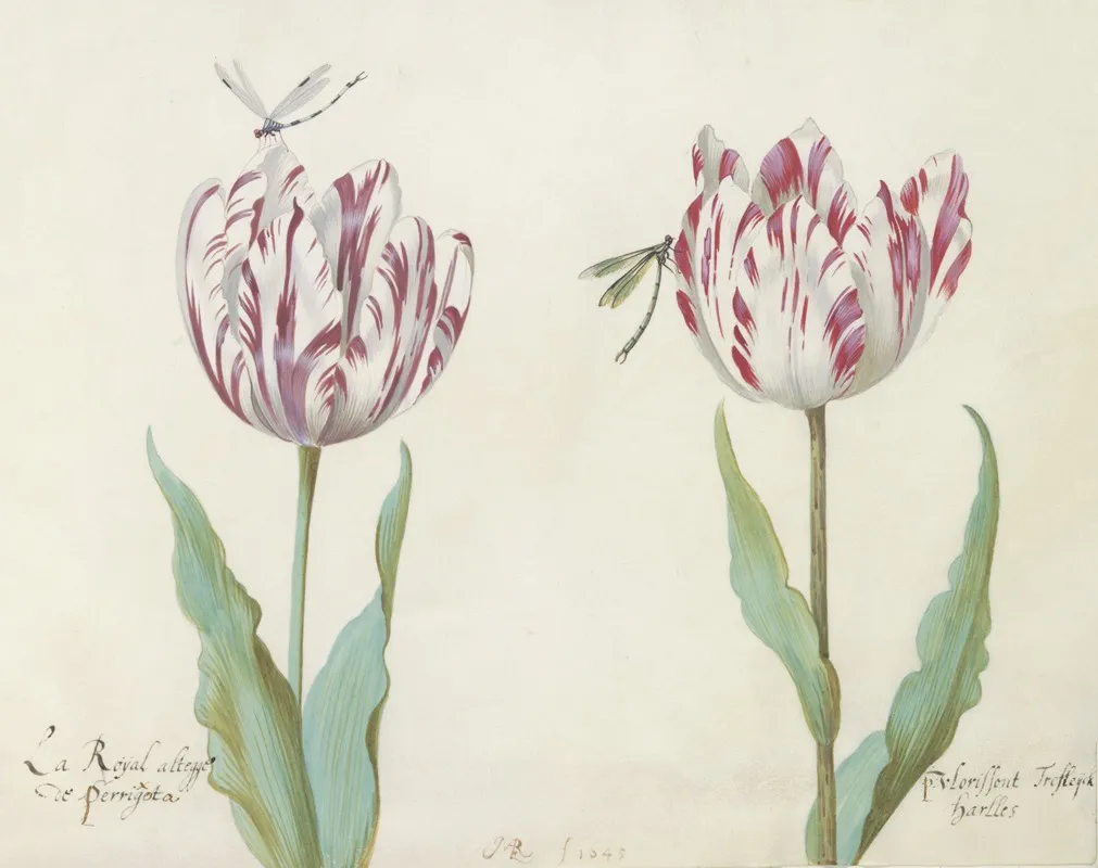 Twee Tulpen Met Twee Libellen Wall Art by Jacob Marrel - High-Resolution Digital Print