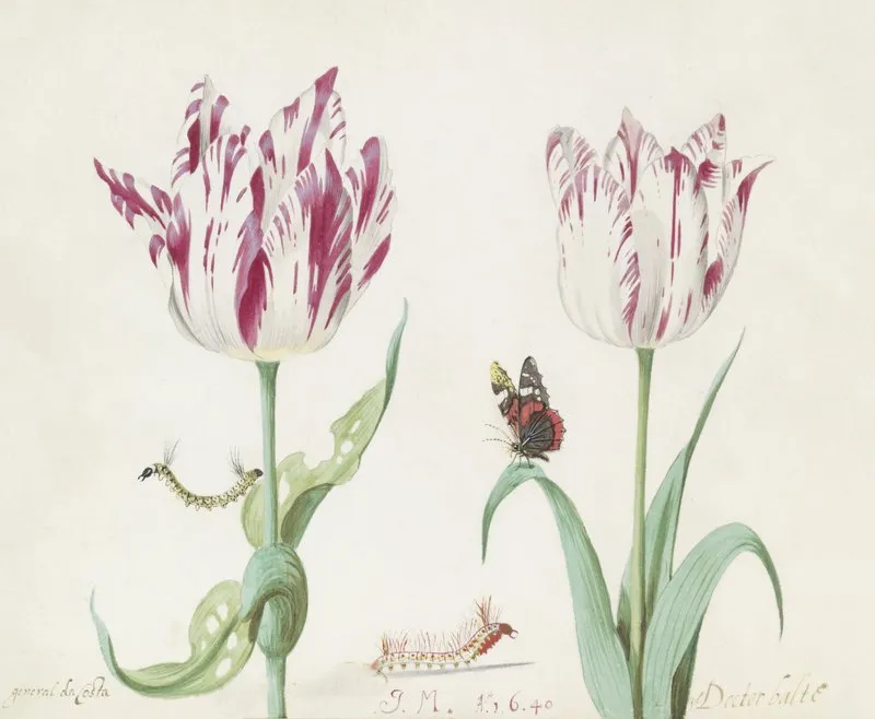 Twee Tulpen Met Twee Rupsen En Atalanta General A Costa General Doctor Balte Wall Art by Jacob Marrel - High-Resolution Digital Print