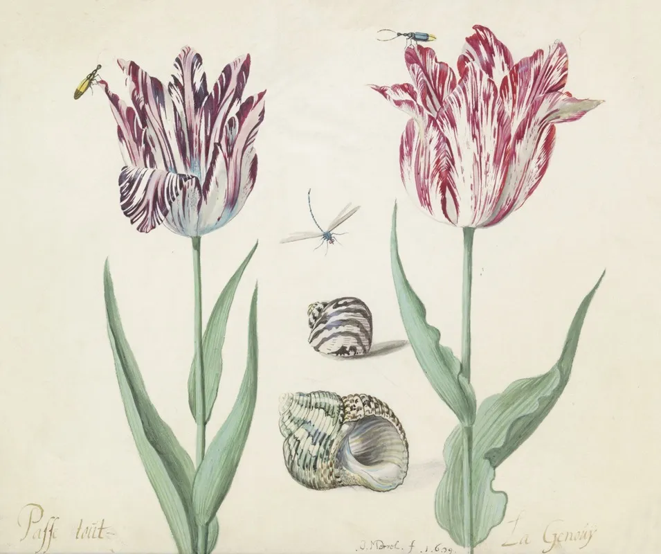 Twee Tulpen Met Twee Schelpen Twee Kevers En Waterjuffer Passe Tout La Genouij Wall Art by Jacob Marrel - High-Resolution Digital Print