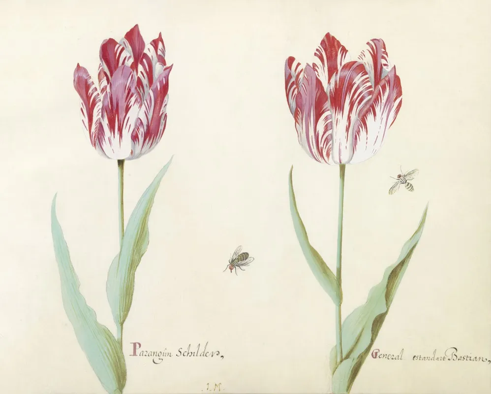 Twee Tulpen Met Twee Vliegen Parangun Schilder General Estandart Bastian Wall Art by Jacob Marrel - High-Resolution Digital Print