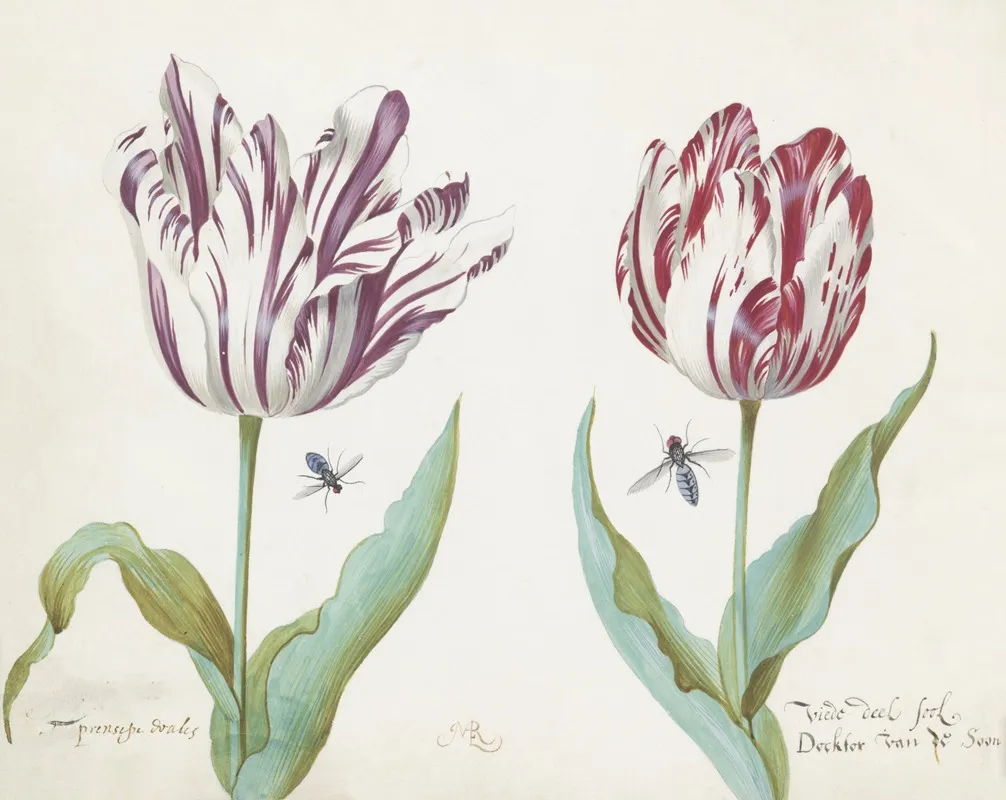 Twee Tulpen Met Twee Vliegen Wall Art by Jacob Marrel - High-Resolution Digital Print