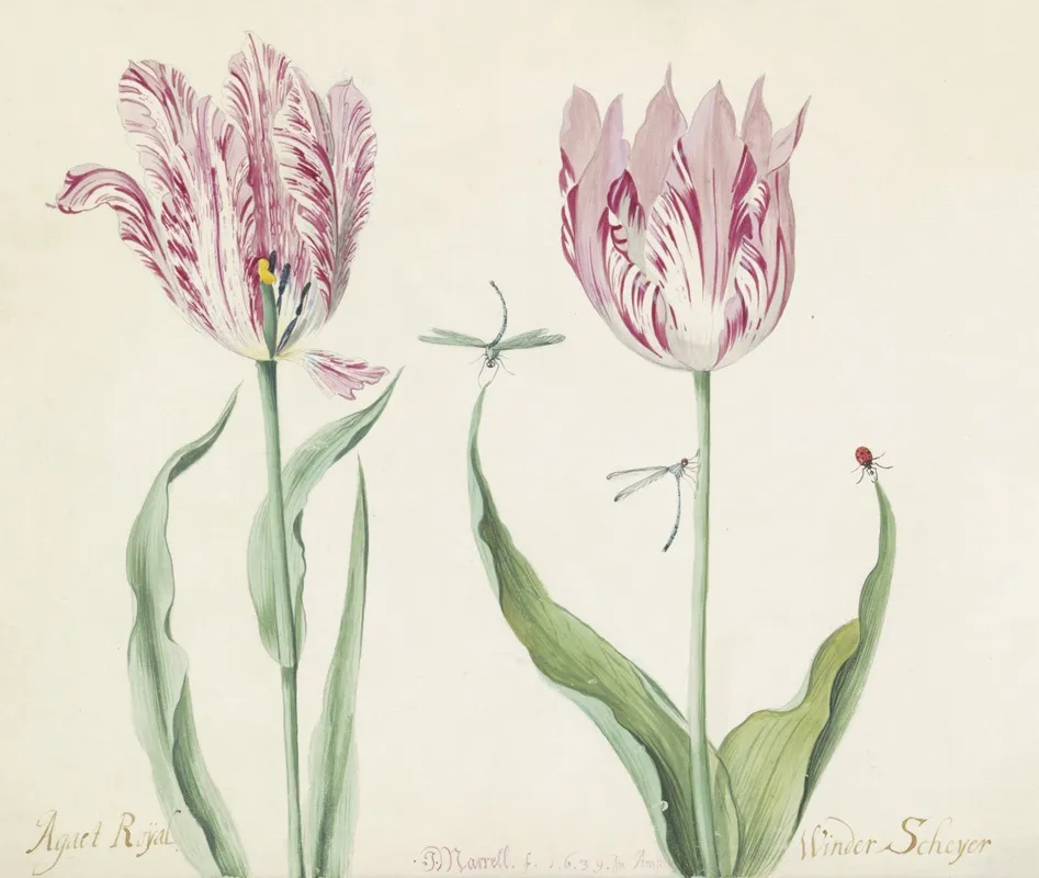 Twee Tulpen Met Twee Waterjuffers En Lieveheersbeestje Agaet Roijal Winder Scheyer Wall Art by Jacob Marrel - High-Resolution Digital Print