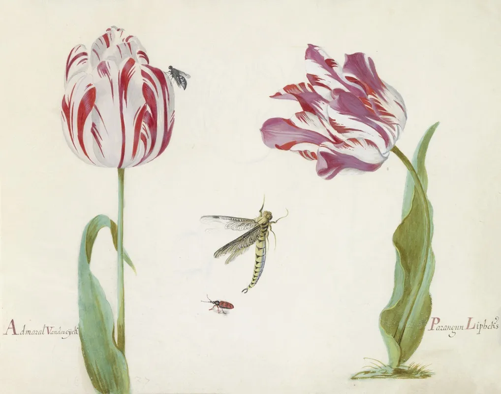 Twee Tulpen Met Vlieg Libelle En Kever Admaral Vanden Eijck Parangun Liphcks Wall Art by Jacob Marrel - High-Resolution Digital Print