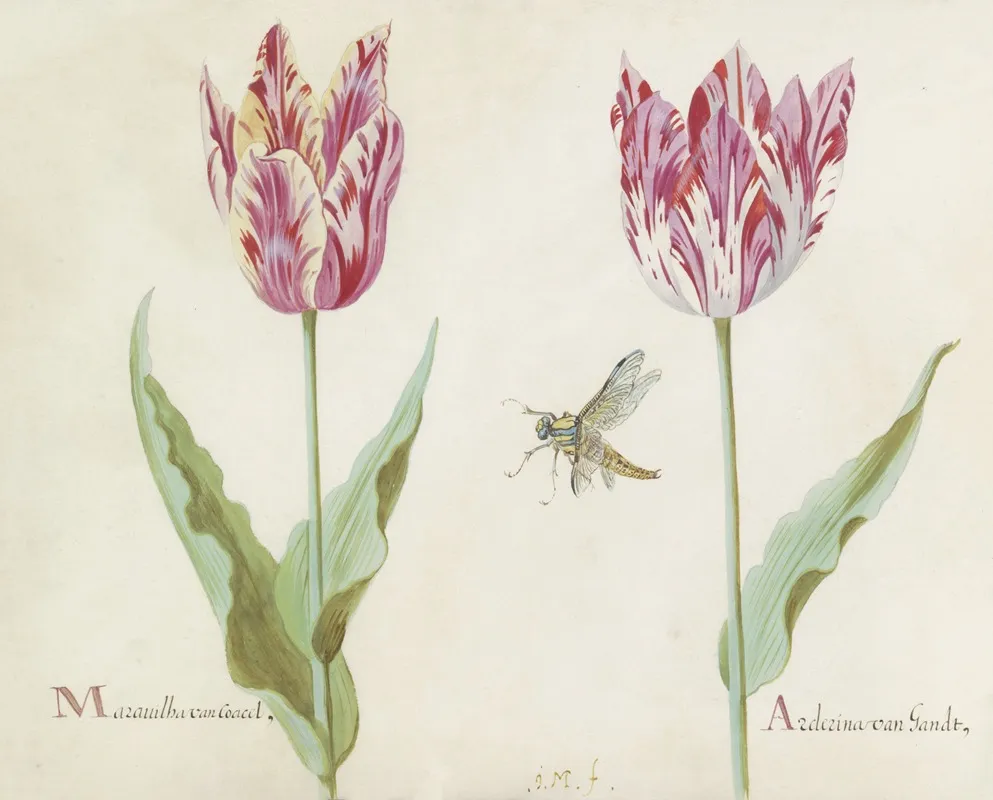 Twee Tulpen Met Vlieg Marauilha Van Coacel Arderina Van Gandt Wall Art by Jacob Marrel - High-Resolution Digital Print