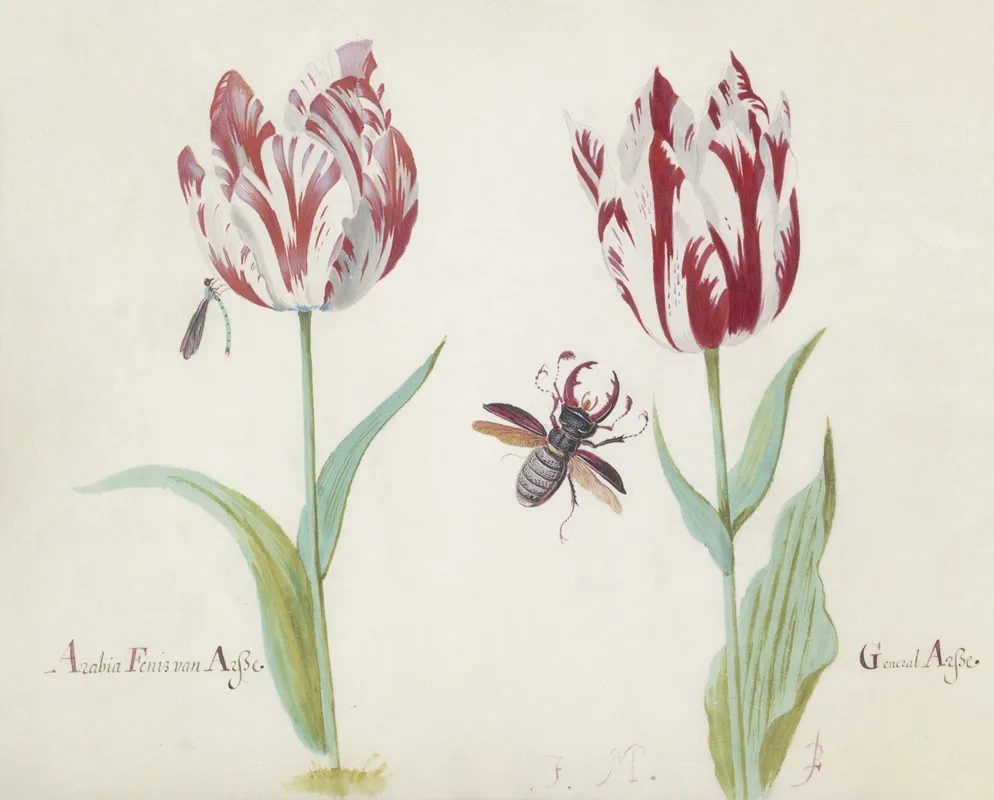 Twee Tulpen Met Vliegend Hert Arabia Fenis Van Arsse General Arsse Wall Art by Jacob Marrel - High-Resolution Digital Print
