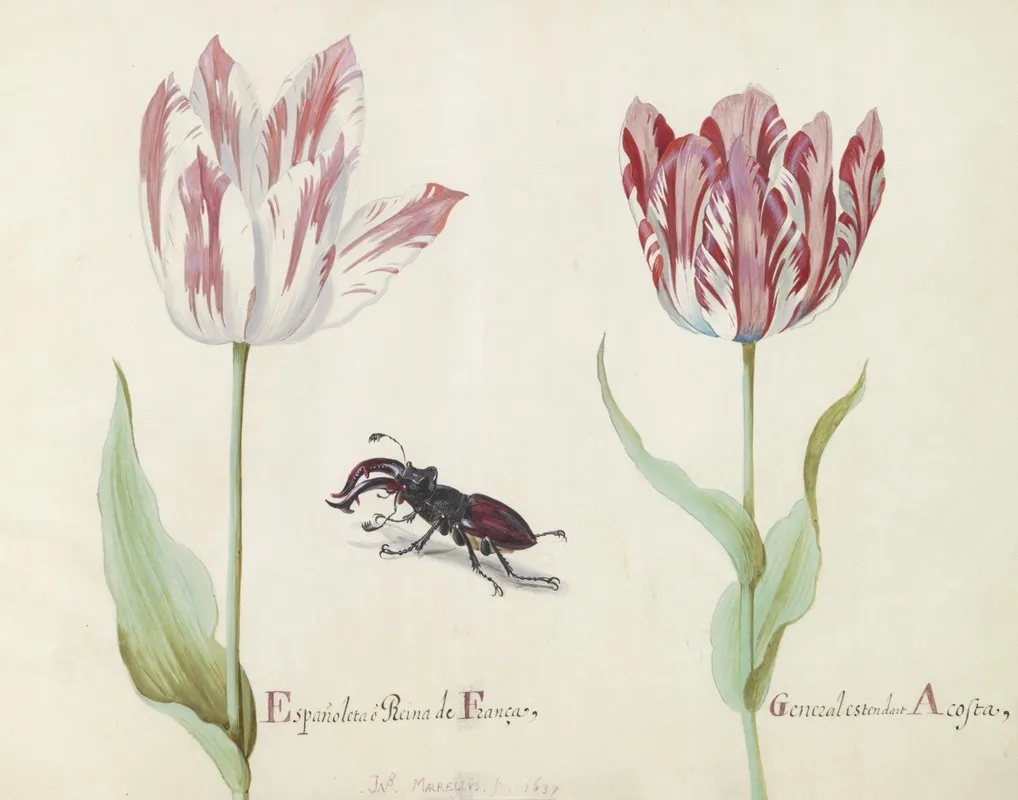 Twee Tulpen Met Vliegend Hert Espanoleta O Reina De Franca General Estendart Acosta Wall Art by Jacob Marrel - High-Resolution Digital Print