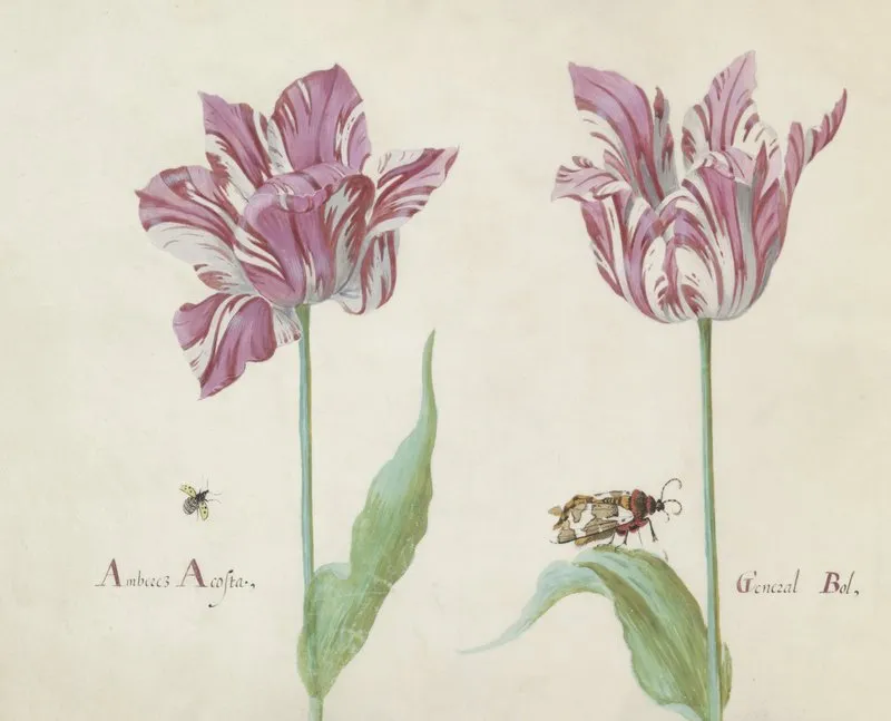Twee Tulpen Met Vliegende Kever En Beervlinder Amberez Acosta General Bol Wall Art by Jacob Marrel - High-Resolution Digital Print