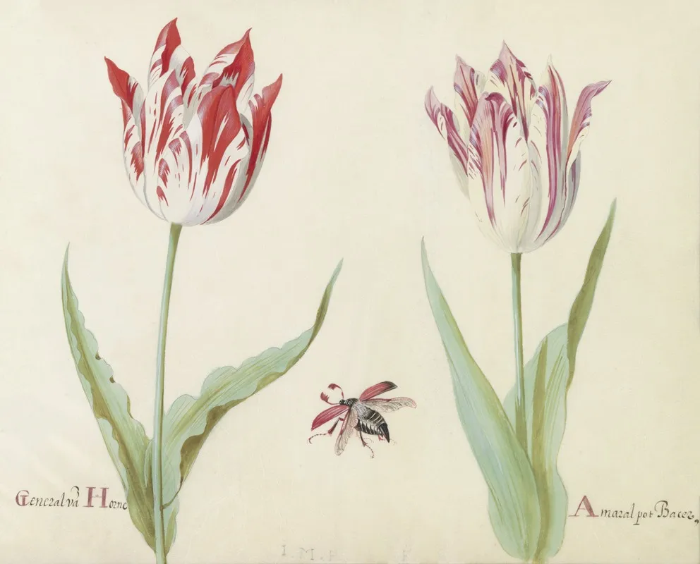 Twee Tulpen Met Vliegende Kever General Van Horne Amaral Pot Bacer Wall Art by Jacob Marrel - High-Resolution Digital Print