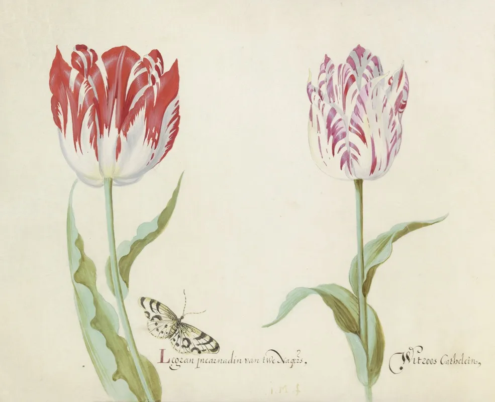 Twee Tulpen Met Vlinder Legran Incarnadin Van Twe Nagers Witroos Cathelein Wall Art by Jacob Marrel - High-Resolution Digital Print