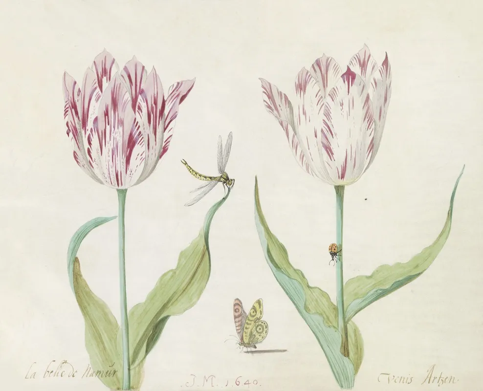 Twee Tulpen Met Vlinder Libelle En Lieveheersbeestje La Belle De Namur Venis Artzen Wall Art by Jacob Marrel - High-Resolution Digital Print