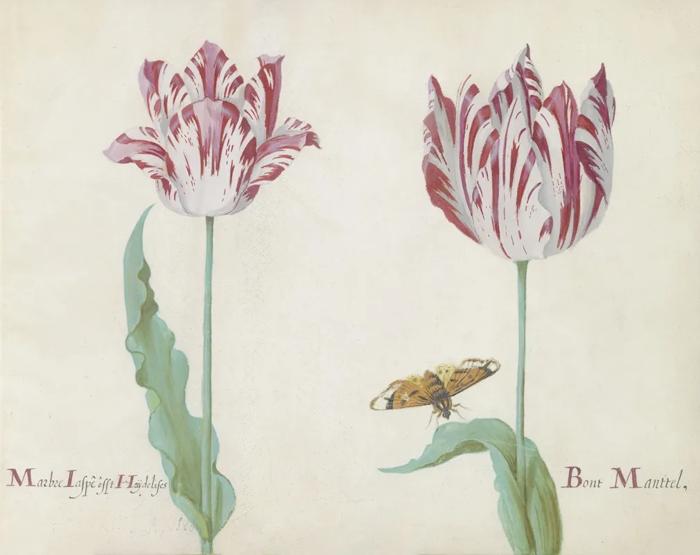 Twee Tulpen Met Vlinder Marbre Laspe Offt Hoijdelifes Bont Manttel Wall Art by Jacob Marrel - High-Resolution Digital Print
