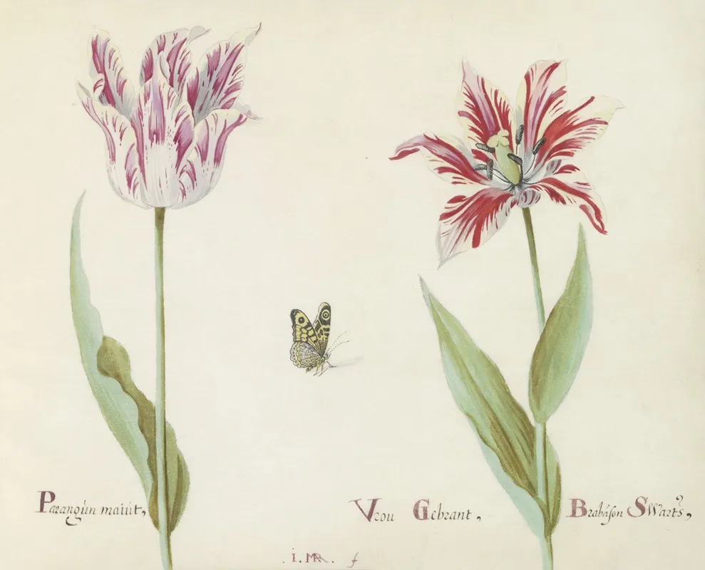 Twee Tulpen Met Vlinder Parangun Maiut Vrou Gebrant Brabason Swarts Wall Art by Jacob Marrel - High-Resolution Digital Print