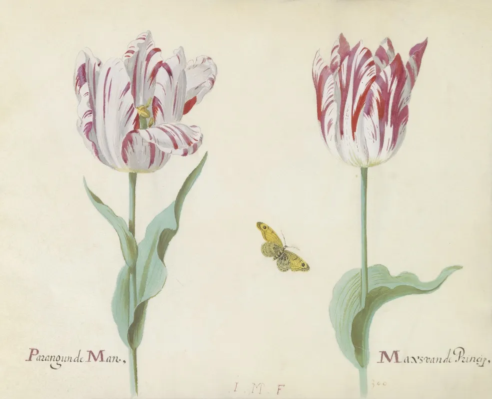 Twee Tulpen Met Vlinder Parangunde Man Max Van De Princip Wall Art by Jacob Marrel - High-Resolution Digital Print