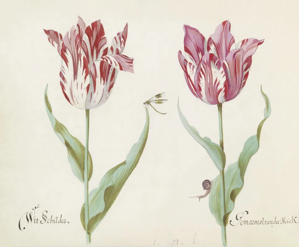 Twee Tulpen Met Waterjuffer En Slak Wit Schilder Germarmol Van Der Heick Wall Art by Jacob Marrel - High-Resolution Digital Print