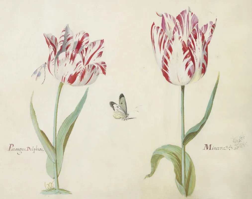Twee Tulpen Met Waterjuffer En Vlinder Parangun Delphios Minerva Wall Art by Jacob Marrel - High-Resolution Digital Print