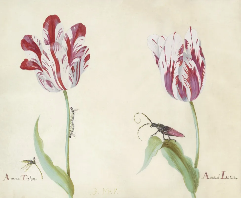 Twee Tulpen Met Waterjuffer Rups En Kever Amaral Tarlon Amaral Latun Wall Art by Jacob Marrel - High-Resolution Digital Print