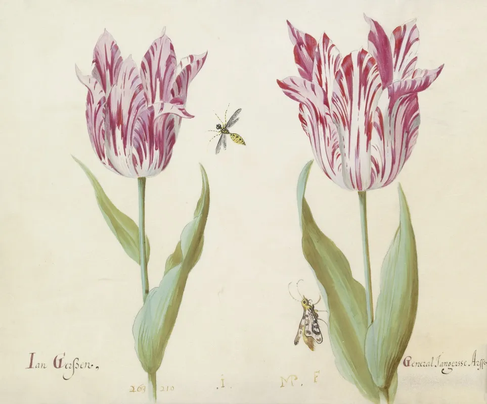 Twee Tulpen Met Wesp En Nachtvlinder Jan Gerssen General Jangersse Arsse Wall Art by Jacob Marrel - High-Resolution Digital Print