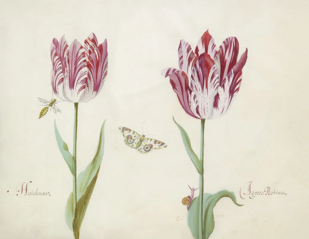 Twee Tulpen Met Wesp Vlinder En Slak Houdenaer Agatta Robina Wall Art by Jacob Marrel - High-Resolution Digital Print