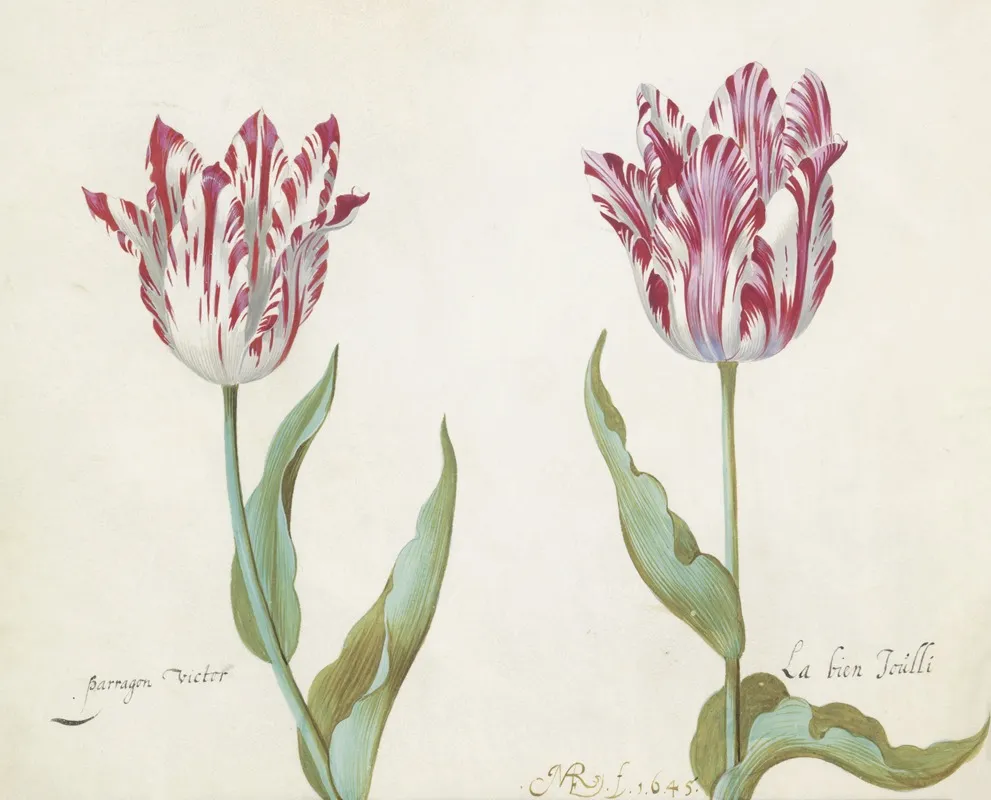 Twee Tulpen Wall Art by Jacob Marrel - High-Resolution Digital Print
