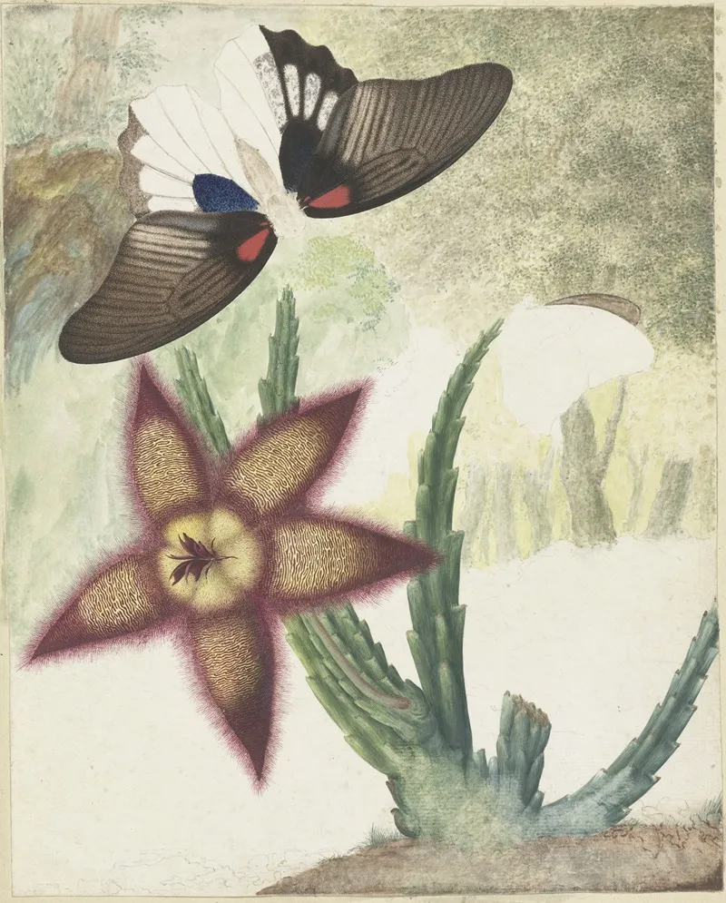 Twee Vlinders En Een Vijfbladige Geel Paarse Bloem Wall Art by Hermanus de Wit - High-Resolution Digital Print