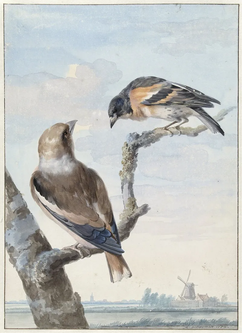 Twee Vogels Een Appelvink Coccothraustes Coccothraustes En Een Keep Fringilla Montifringilla Wall Art by Aert Schouman - High-Resolution Digital Print